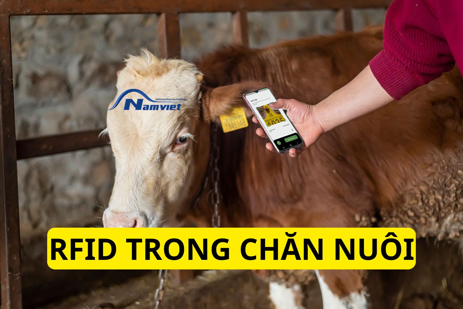 Case study AI chăn nuôi heo: Trang trại 5000 con giảm 30% tỷ lệ chết